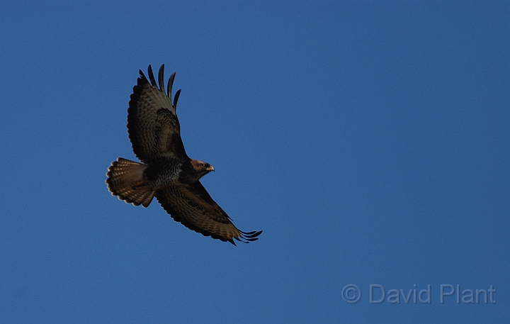 Buzzard - C.jpg - Buzzard - Cleeve Hill